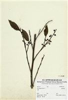 藏品(菲律賓榕)的圖片